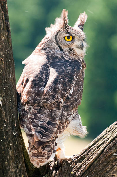 Horned Owl stock photo