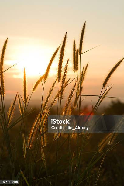 Foto de Spikelets Ao Amanhecer e mais fotos de stock de Contraluz - Contraluz, Espigueta, Fotografia - Imagem