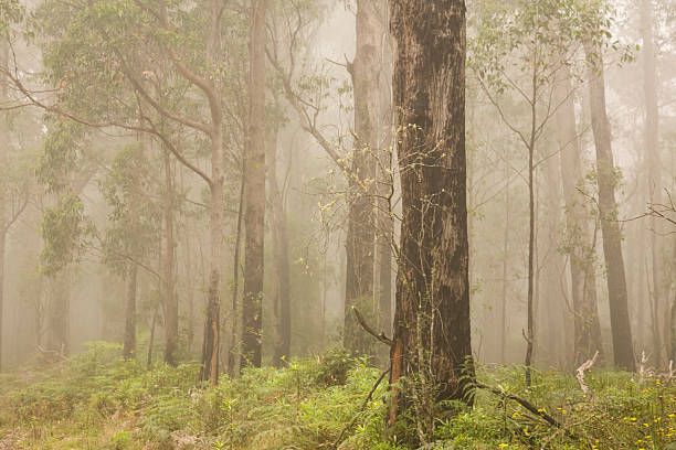 istock misty foggy forest 177124278