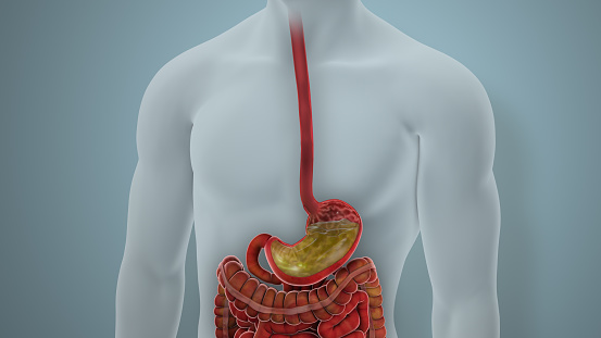 Bacteria in human stomach. 3d illustration