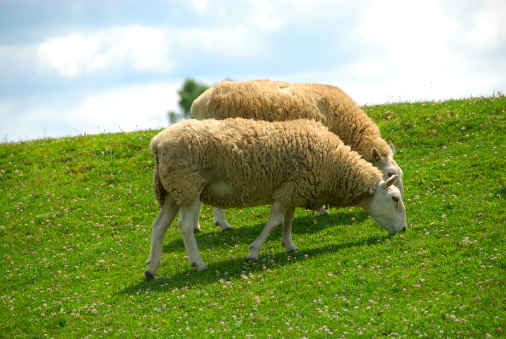Two white sheep (ovis aries) grazing on a grassy hillside.