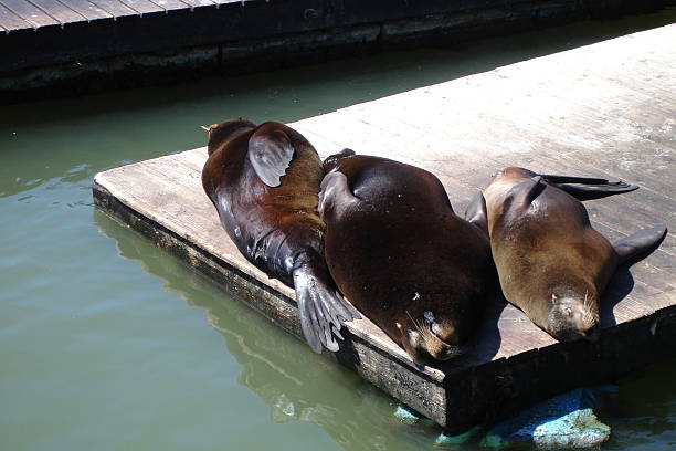 istock Three  San Francisco Sea Lions 177124612