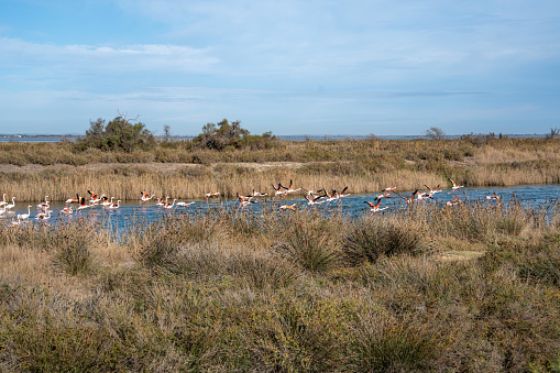 Flamingos in Camargue, south of France