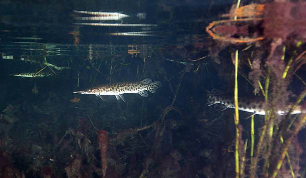 istock Florida Gar Patroling the Shallows 177124689