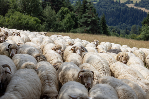 A herd of sheep grazing in a meadow, a mountain pasture in the Pieniny Mountains, Poland