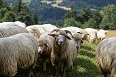 A herd of sheep grazing in a meadow, a mountain pasture in the Pieniny Mountains, Poland