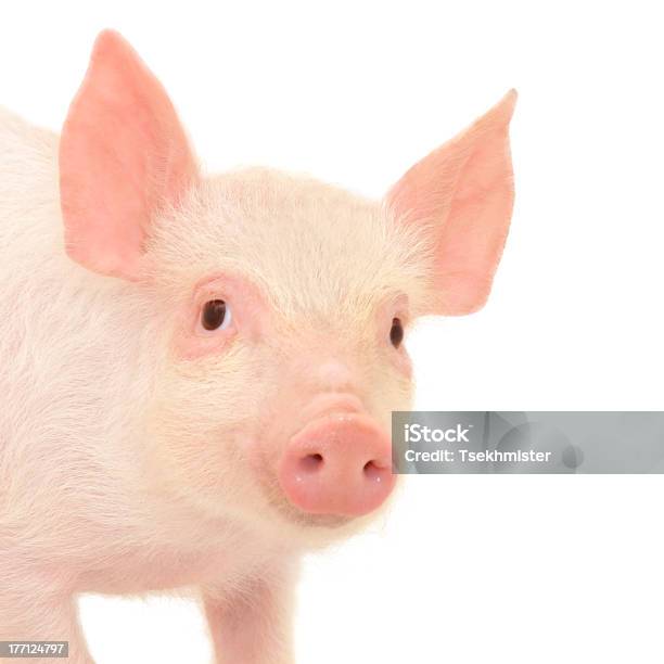 Schwein Auf Weiß Stockfoto und mehr Bilder von Domestizierte Tiere - Domestizierte Tiere, Einzelnes Tier, Farbbild