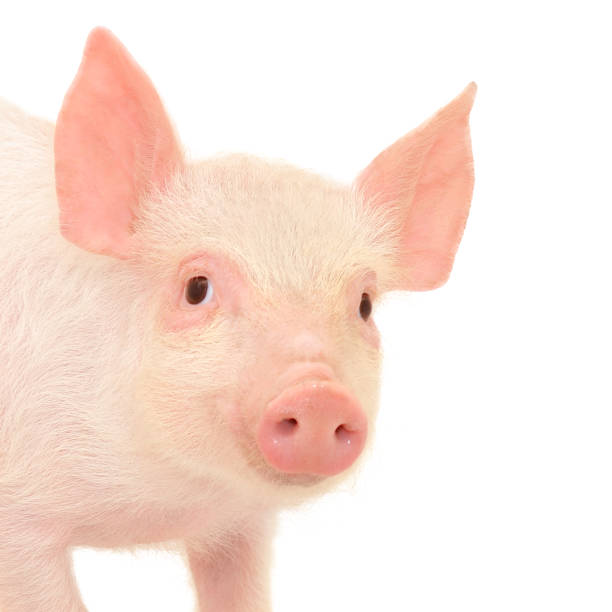 istock A baby pink piglet on a white background 177124797