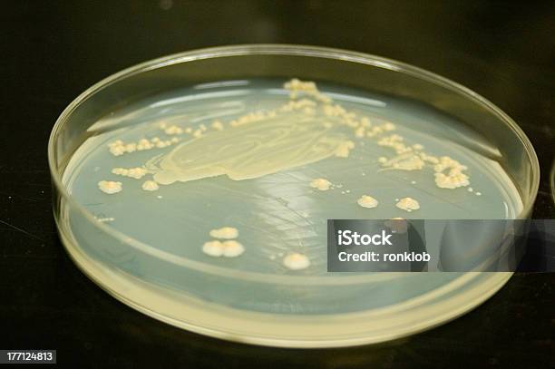 Bacterias En Un Plato Foto de stock y más banco de imágenes de Célula - Célula, Asistencia sanitaria y medicina, Bacteria