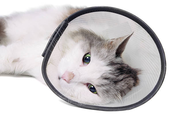 istock Cat wearing a protective "Elizabethan" collar 177124828