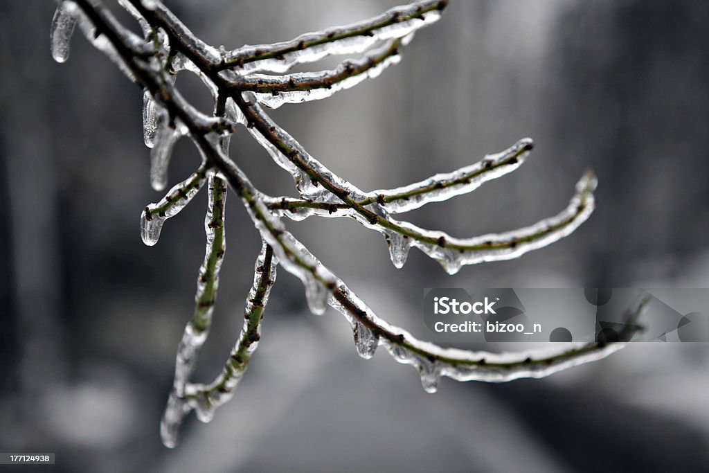 Frozen tree branch Frozen tree branch in winter Beauty Stock Photo