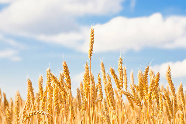 istock gold ears of wheat under sky. 177125183