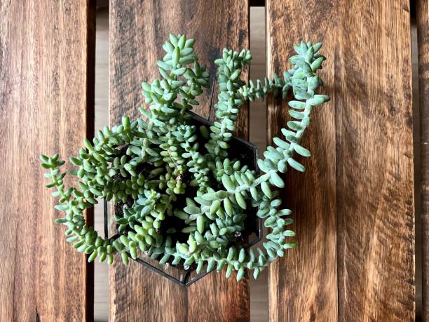 istock Succulent plant in terrarium 1771253892