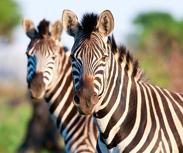 istock Pair of Zebra head and shoulders 177125450