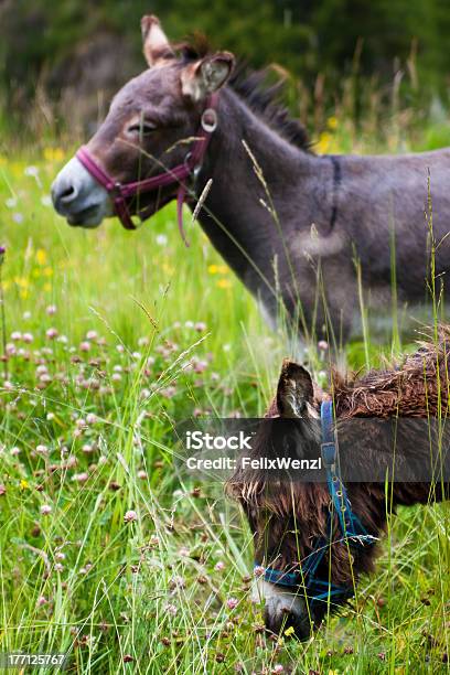 두 Donkeys 여름 필드 가축에 대한 스톡 사진 및 기타 이미지 - 가축, 갈색, 귀여운