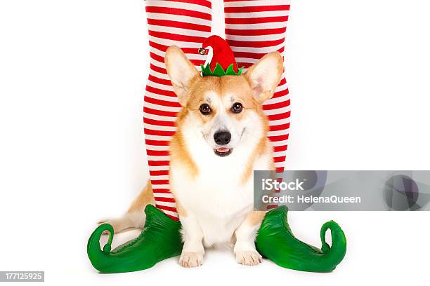 Christmas Welsh Corgi Pembroke Stock Photo - Download Image Now - Elf, Dog, Animal