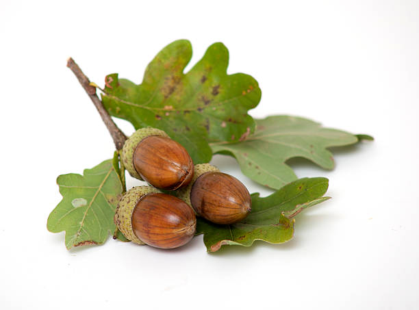istock acorns with oak leafs isolated on white 177125961