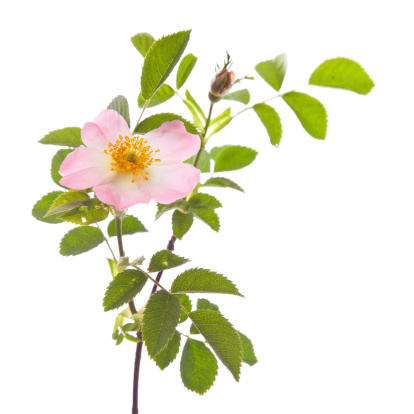 dog rose flower isolated
