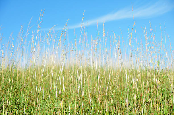 long herbe - grass tall timothy grass field photos et images de collection