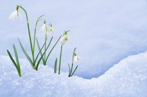 Close shot of flowering spring snowflakes in a forest.