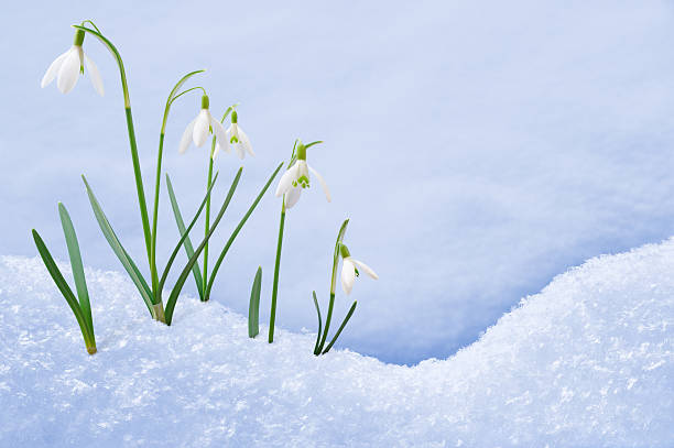 Group of snowdrop flowers  growing in snow stock photo