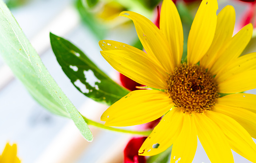 Schweinitz's Sunflower with red ribbon.  Holes eaten in petals and leaves.