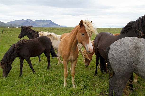 istock Horse Family 177126676