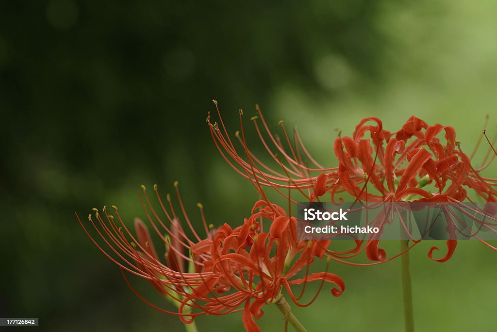 Cluster amaryllis The cluster amaryllis which blooms vividly. Autumn Stock Photo