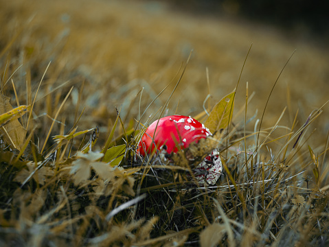 Amanita muscari psychoactive toadstool Fly agaric red-headed hallucinogenic toxic mushroom with white dots in autumn forest. Mushroomcore viral trend. Mushroom-picking season poisonous dangerous toxin