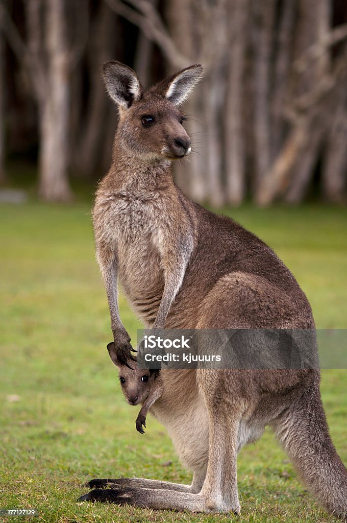 Matka z dzieckiem Kangaroo Joey w kieszeni - Zbiór zdjęć royalty-free (Australia)