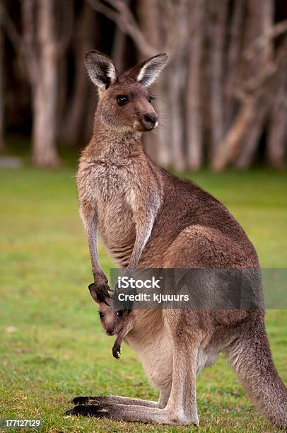 Matka Z Dzieckiem Kangaroo Joey W Kieszeni - zdjęcia stockowe i więcej obrazów Australia - Australia, Australijski Outback, Busz