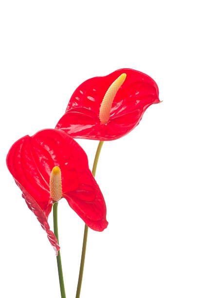 istock Two red Flamingo Flowers 177127187