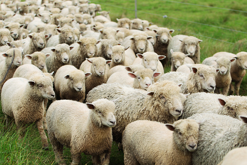 A large group of sheep in a holding pen, 35mm