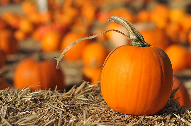 istock Single pumpkin sits on hay in field 177127373