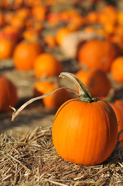 istock Single pumpkin sits on hay in field 177127374