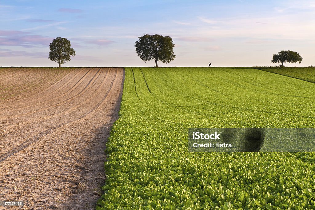 Los campos con palmeras y walker, Palatinado, de Alemania - Foto de stock de Agricultura libre de derechos