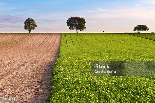 Los Campos Con Palmeras Y Walker Palatinado De Alemania Foto de stock y más banco de imágenes de Agricultura