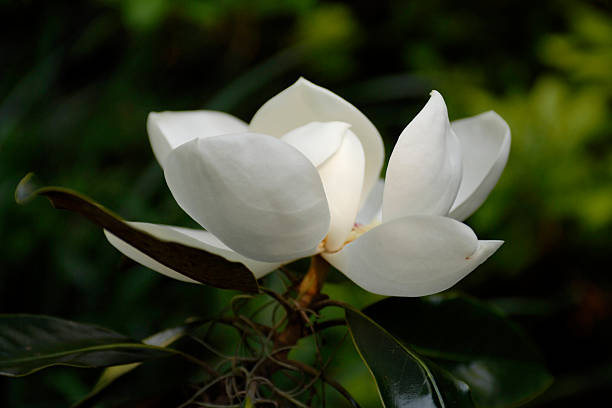 magnolia - sweet magnolia white large flower - fotografias e filmes do acervo