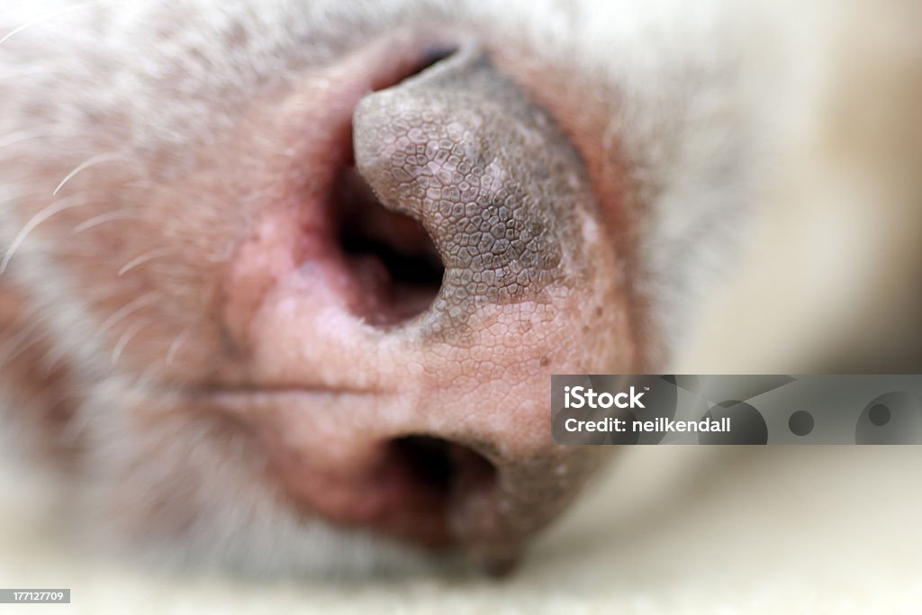 Alaskan Alaskan Malamute nosa - Zbiór zdjęć royalty-free (Alaskan malamute)