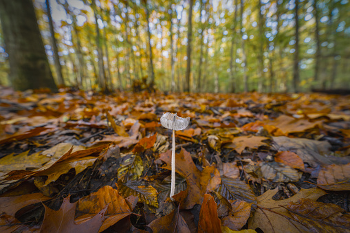 beautiful closeup of forest mushrooms in grass, autumn season. little fresh mushrooms, growing in Autumn Forest. mushrooms and leafs in forest. Mushroom picking concept. Magical