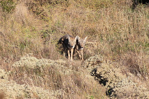 Coyotes on the prowl at Santa Susana Pass State Historic Park in Los Angeles, California.