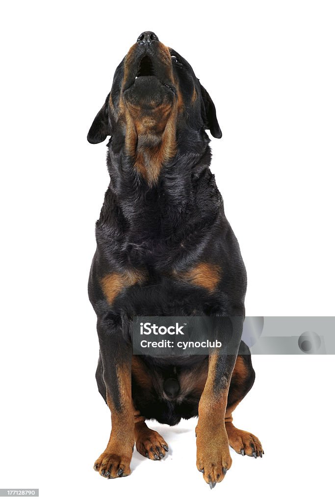 barking rottweiler - Zbiór zdjęć royalty-free (Rottweiler)