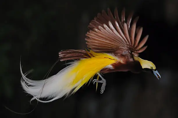 photo of bird of paradise in flight