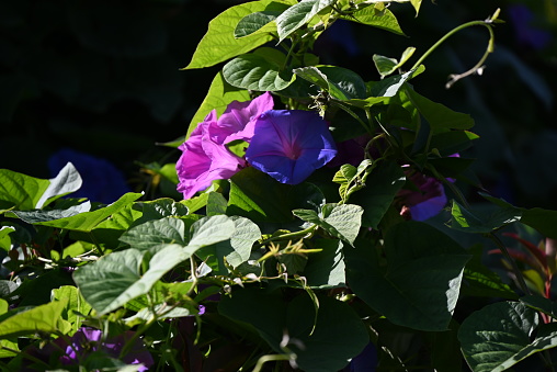 Close--up of a Morning Glory garden plant in full summer bloom. Horizontal format. 