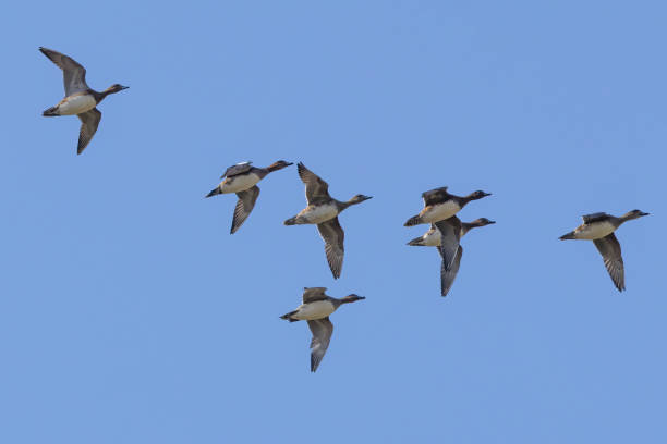 istock Northern pintail flying in blue sky background. 1771293593
