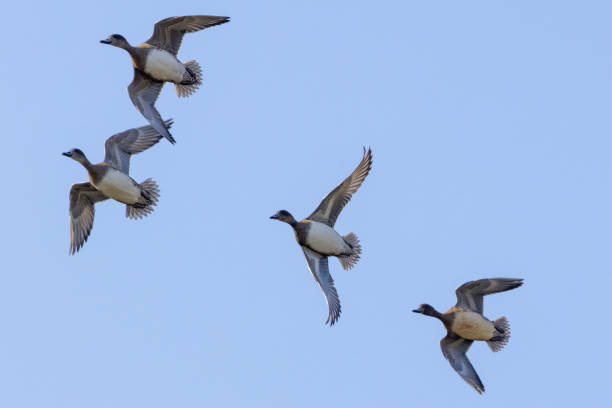 istock Northern pintail flying in blue sky background. 1771293604
