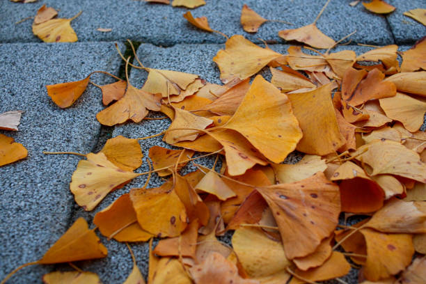 istock Fallen leaves on pavement floor during autumn season natural background. With copy space. 1771295204