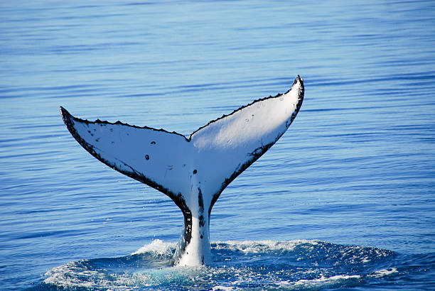 Humpback Whale in Hervey bay, Australia
