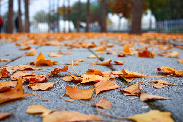 Fallen leaves on pavement floor during autumn season natural background. With copy space. Autumn background.