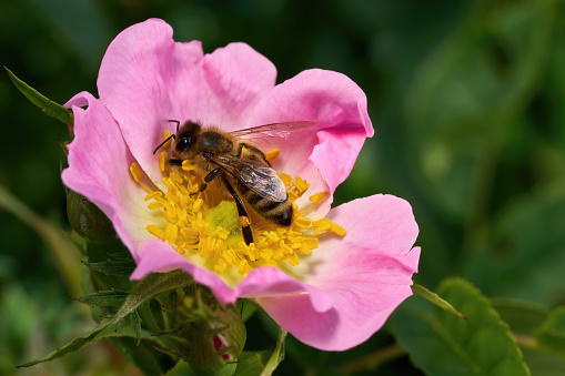 Bee collecting pollen on the beautiful pink flower of a dog rose (Rosa canina) with many yellow stamens - Baden-Württemberg, Germany